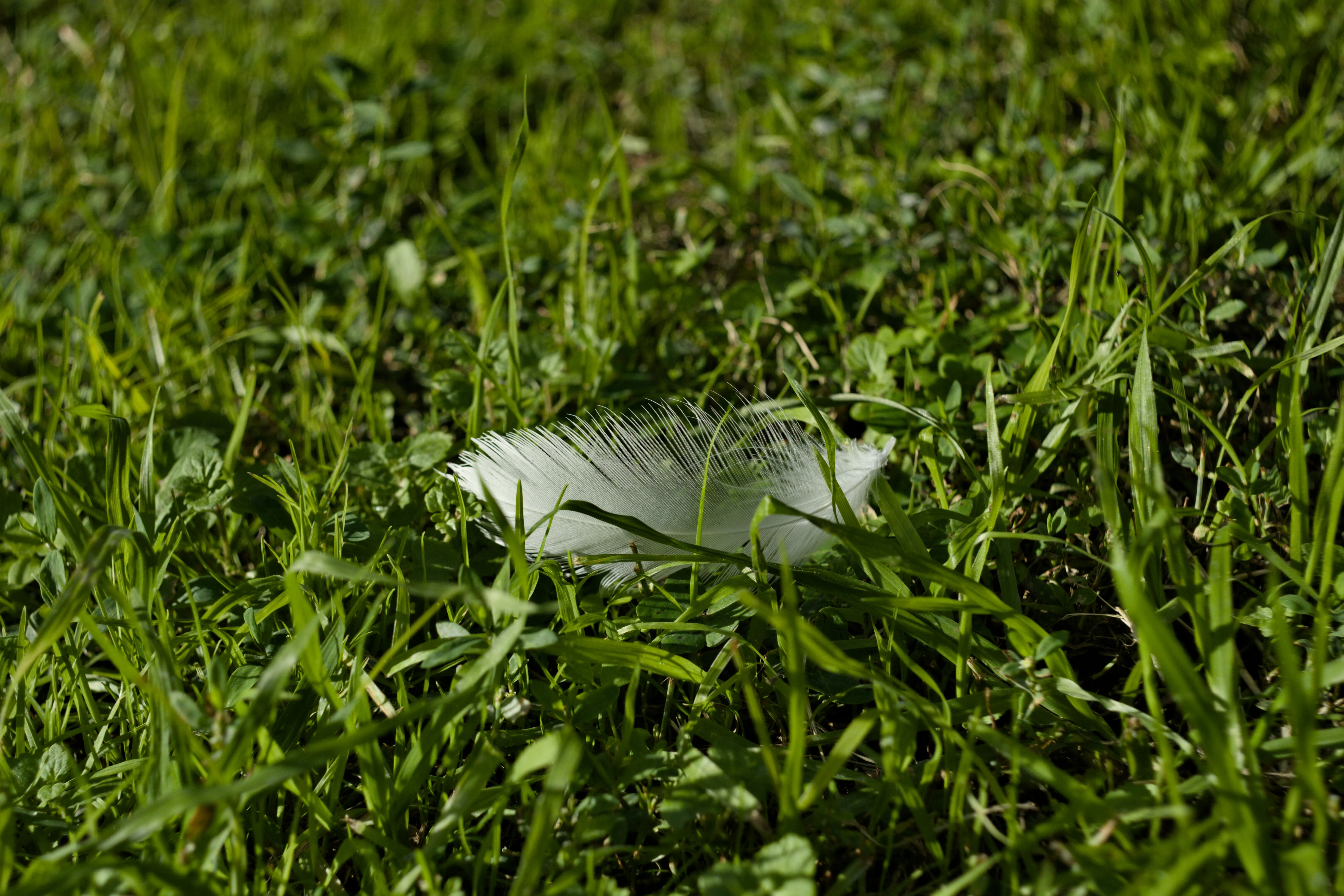 Meyer-Optik Görlitz Primagon 35mm f4.5 (M42) - _I4A7331.webp